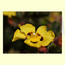 Yellow Flower cards