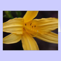 yellow flower cards by cardart yellow flower cards