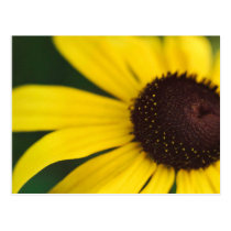 Yellow Flower Close-Up postcards
