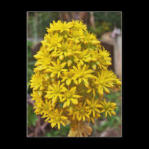 Yellow Flower Clusters postcards