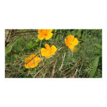 Yellow Flower Garden photo cards by allthingsnatural Yellow Flower Garden photo cards