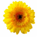 Yellow flower keychain sculpture photo sculptures by laly_sb Yellow flower keychain sculpture photo sculptures