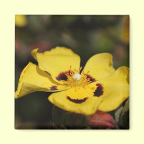 Yellow Flower magnets
