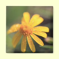 Yellow Flower Magnet magnets