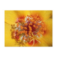 Yellow Flower Petals postcard