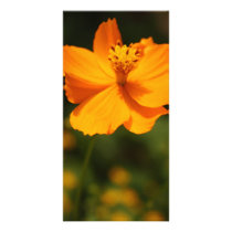 Yellow flower picture card