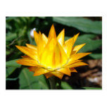 Yellow Flower Post Cards
