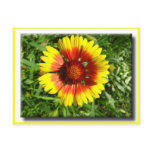 Yellow flower postcard