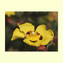Yellow Flower postcards