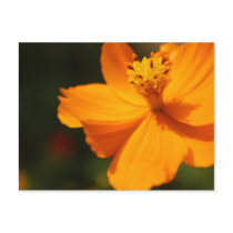 Yellow flower postcard