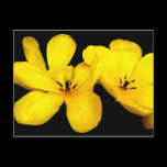 Yellow Flower Postcard postcards