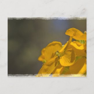Yellow Flower Postcard postcard