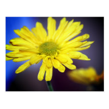 Yellow Flower Postcard
