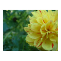 Yellow flower posters by Elfain Yellow flower posters