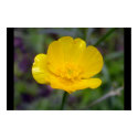 Yellow Flower posters