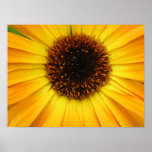 yellow flower poster