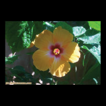 yellow flower posters