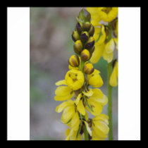 Yellow Flower posters