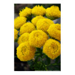 Yellow Flower posters