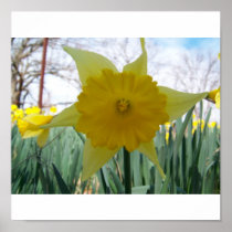 Yellow Flower Posters