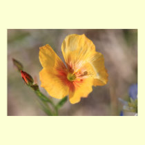 Yellow Flower Poster posters