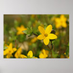 Yellow Flower Poster