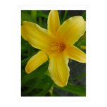 yellow flower poster posters
