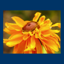 Yellow flower poster posters