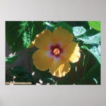 yellow flower posters