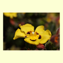 Yellow Flower Print posters