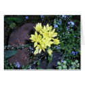 yellow flower surrounded by others cards by ebroskie1234 yellow flower surrounded by others cards