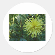 Yellow flower tentacles round sticker