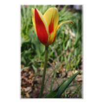 Yellow flower tulip photography print nature art