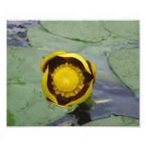 Yellow Flower Wakening Art Photo