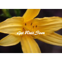 yellow flower wishes card