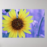 Yellow Flower With Blue Back Ground Print