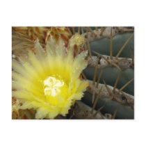 Yellow Flowering Cactus postcards