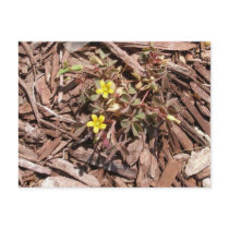 Yellow Flowering Weeds postcards by pussreboots Yellow Flowering Weeds postcards