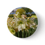 flowers, flower, amaryllis, plant, plants, flora