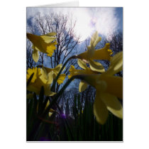Yellow Flowers cards