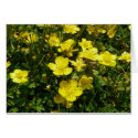 yellow flowers card by bkang22 yellow flowers card