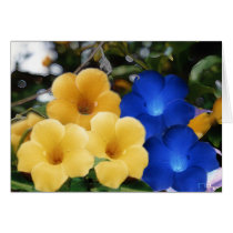 yellow flowers  cards