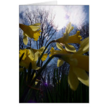 Yellow Flowers cards