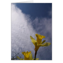 Yellow flowers cards
