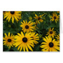 Yellow Flowers cards