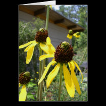 yellow flowers cone flowers echinacea cards