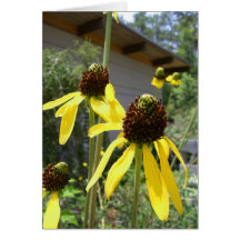 yellow flowers cone flowers echinacea card