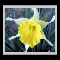 Yellow Flowers Daffodils Daffodil Flower Photo posters