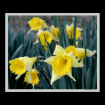 Yellow Flowers Daffodils Daffodil Flower Photo posters