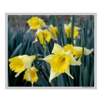 Yellow Flowers Daffodils Daffodil Flower Photo Print